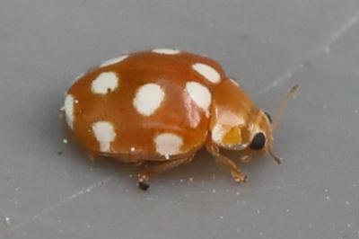 <i>Vibidia duodecimguttata</i>