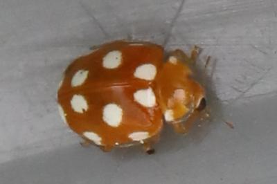 <i>Vibidia duodecimguttata</i>