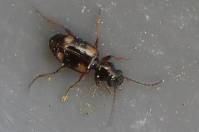 Bembidion quadrimaculatum