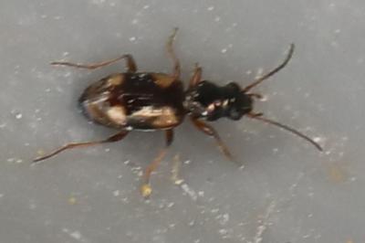 Bembidion quadrimaculatum
