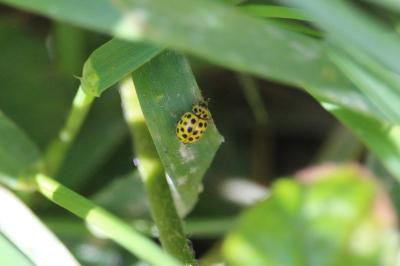 <i>Psyllobora vigintiduopunctata</i>