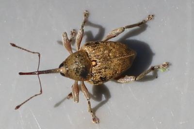 <i>Curculio</i>