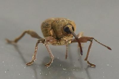 <i>Curculio</i>
