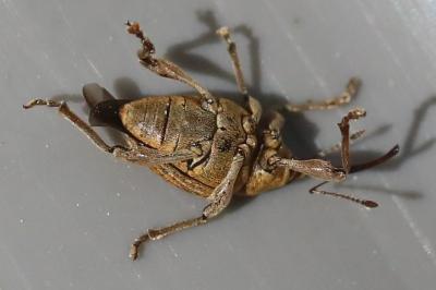 <i>Curculio</i>