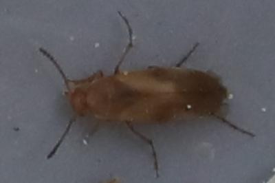<i>Anaspis maculata</i>