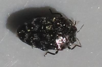 <i>Trachys minutus</i>