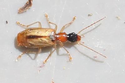<i>Demetrias atricapillus</i>