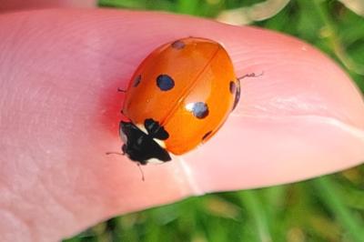 <i>Coccinella septempunctata</i>