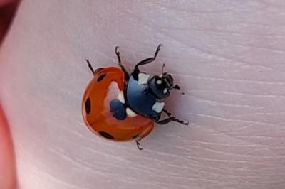 <i>Coccinella septempunctata</i>