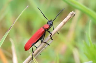 <i>Pyrochroa coccinea</i>