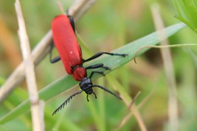 <i>Pyrochroa coccinea</i>