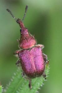 <i>Rhynchites auratus</i>