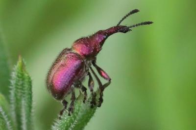 <i>Rhynchites auratus</i>
