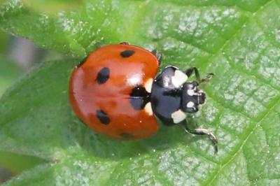 <i>Coccinella septempunctata</i>
