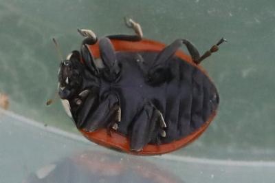 <i>Coccinella septempunctata</i>