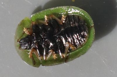 <i>Cassida rubiginosa</i>