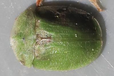 <i>Cassida rubiginosa</i>