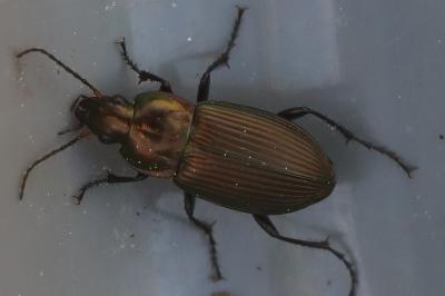<i>Poecilus cupreus</i>