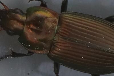 <i>Poecilus cupreus</i>