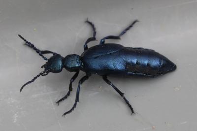 <i>Meloe violaceus</i>