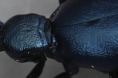 <i>Meloe violaceus</i>