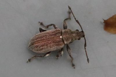 <i>Phyllobius pyri</i>