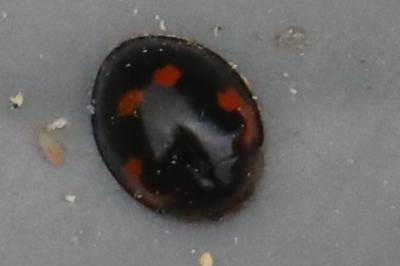 <i>Exochomus quadripustulatus</i>