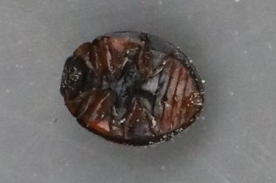 <i>Exochomus quadripustulatus</i>