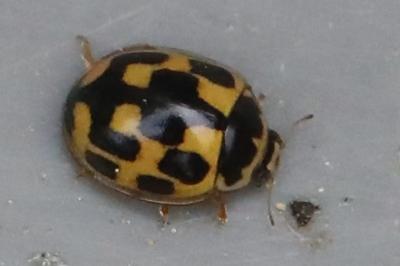 Coccinelle à damier