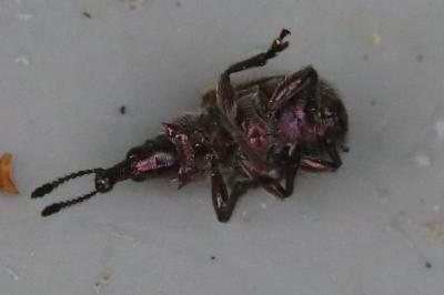 <i>Rhynchites auratus</i>