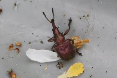 <i>Rhynchites auratus</i>