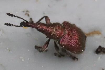 <i>Rhynchites auratus</i>