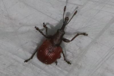 <i>Tatianaerhynchites aequatus</i>