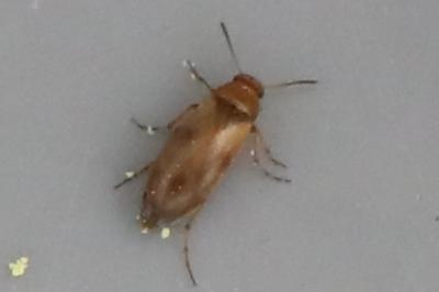 <i>Anaspis maculata</i>