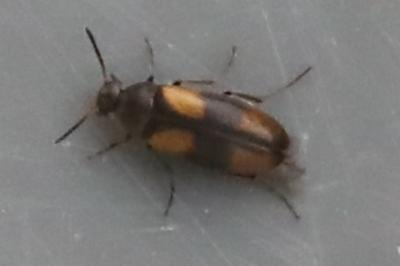Anaspis fasciata
