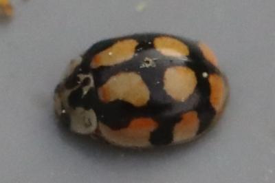 <i>Adalia decempunctata</i>