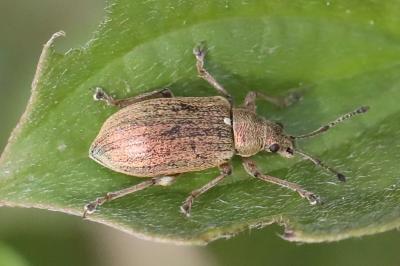 <i>Phyllobius pyri</i>