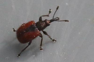 <i>Tatianaerhynchites aequatus</i>
