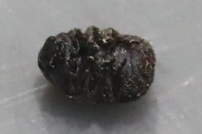 Anthribus fasciatus