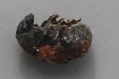 <i>Anthribus fasciatus</i>