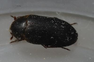 <i>Dermestes bicolor</i>