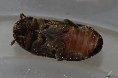 <i>Dermestes bicolor</i>
