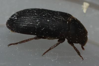 <i>Dermestes bicolor</i>