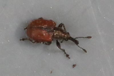 <i>Tatianaerhynchites aequatus</i>