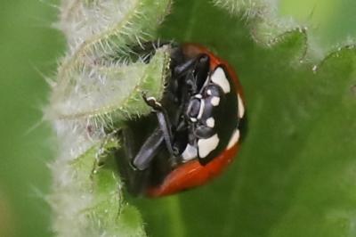 Coccinella septempunctata