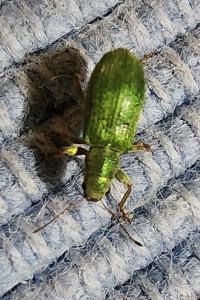 <i>Pachyrhinus lethierryi</i>