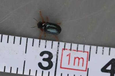 <i>Smaragdina affinis</i>