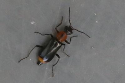 <i>Attalus minimus</i>