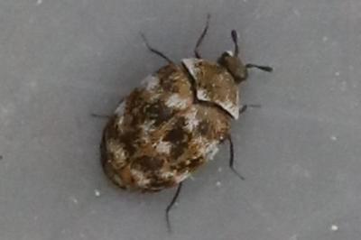 <i>Anthrenus verbasci</i>