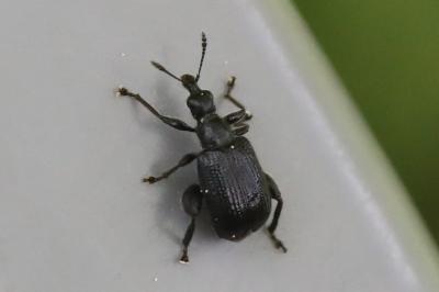 <i>Deporaus betulae</i>